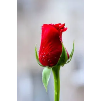 Fragrance Red Rose